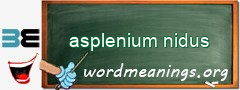 WordMeaning blackboard for asplenium nidus